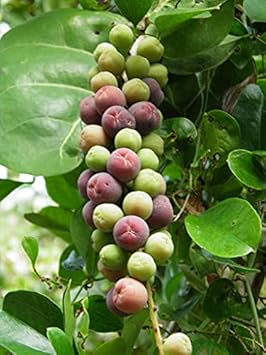 Lychee Fruit Seeds - Red Variety for Sweet, Tropical Garden Fruits